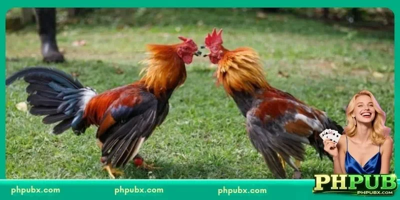 cockfight breeding farm manila the heart of elite gamefowl heritage