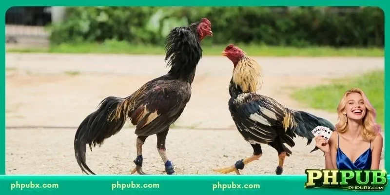 Cockfight Breeding Farm Manila: The Heart of Elite Gamefowl Heritage 1 Essential Criteria of a Professional Cockfight Breeding Farm Manila