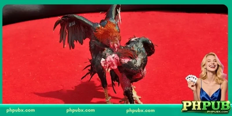 Mindanao Cockfight Schedule: The Ultimate Guide to Sabong in Southern Philippines 2 Major Areas Included in the Mindanao Cockfight Schedule